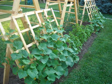 cucumber trellis ideas|how to grow cucumbers vertically.